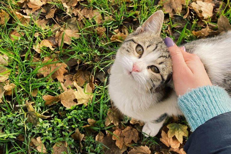 at-Home Testing for FIV and FeLV feline leukemia virus immunodeficiency symptoms in cats kittens vaccine life expectancy lifespan how do get early signs of contagious long can live test kit