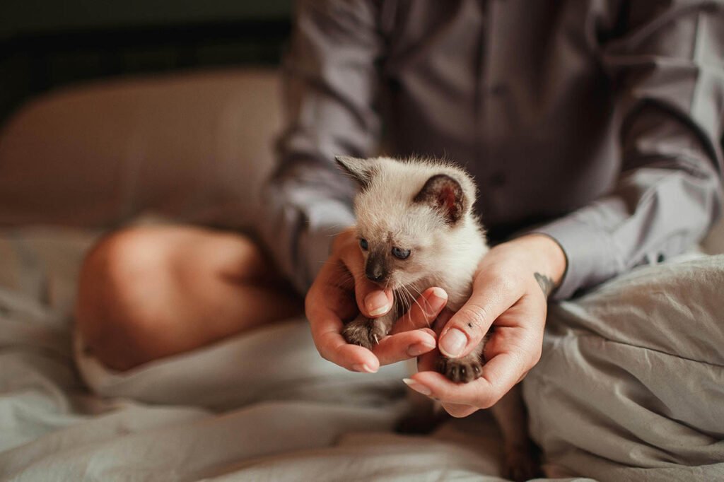 Home Testing for FIV and FeLV feline leukemia virus immunodeficiency symptoms in cats kittens vaccine life expectancy lifespan how do get early signs of contagious long can live test kit lateral flow A-PET-CARE at