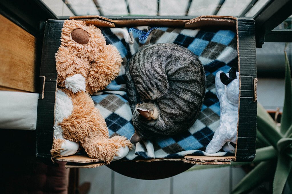 at-Home Testing for FIV/FeLV feline leukemia virus immunodeficiency symptoms in cats kittens vaccine life expectancy lifespan how do get early signs of contagious long can live test kit